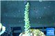 Acropora pink & green Indonesia 3-4 cm WYSIWYG acclimaté