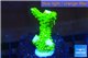 Acropora full neon green 2-4 cm WYSIWYG acclimaté