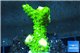 Acropora full neon green 2-4 cm WYSIWYG acclimaté