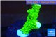 Acropora full neon green 2-4 cm WYSIWYG acclimaté