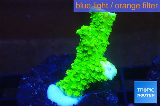 Acropora full neon green 2-4 cm WYSIWYG acclimaté