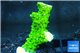 Acropora full neon green 2-4 cm WYSIWYG acclimaté