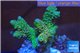 Acropora pink & green Indonesia 3-4 cm WYSIWYG acclimaté