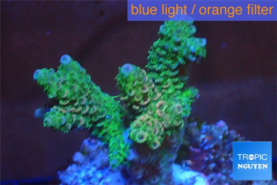 Acropora pink & green Indonesia 3-4 cm WYSIWYG acclimaté
