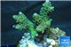 Acropora pink & green Indonesia 3-4 cm WYSIWYG acclimaté