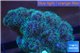 Pocillopora green & pink tip 2-3 cm WYSIWYG acclimaté