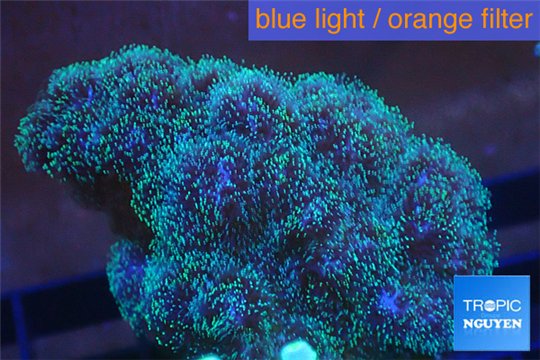 Pocillopora green & pink tip 2-3 cm WYSIWYG acclimaté