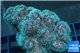 Pocillopora green & pink tip 2-3 cm WYSIWYG acclimaté