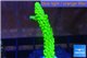 Acropora full neon green 3-5 cm WYSIWYG acclimaté
