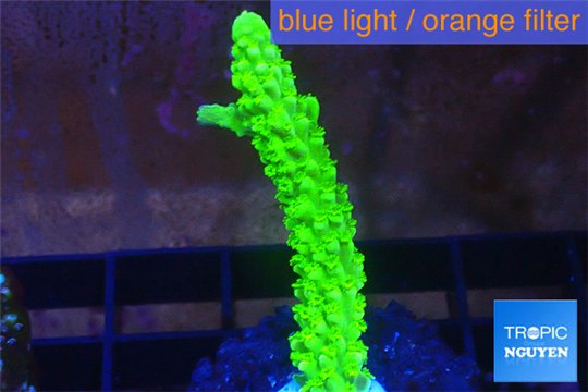 Acropora full neon green 3-5 cm WYSIWYG acclimaté