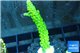 Acropora full neon green 3-5 cm WYSIWYG acclimaté