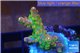 Acropora golden purple Indonesia 2-3 cm WYSIWYG acclimaté