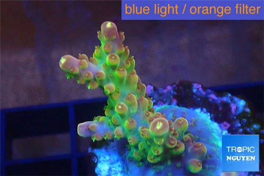 Acropora golden purple Indonesia 2-3 cm WYSIWYG acclimaté