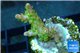 Acropora golden purple Indonesia 2-3 cm WYSIWYG acclimaté