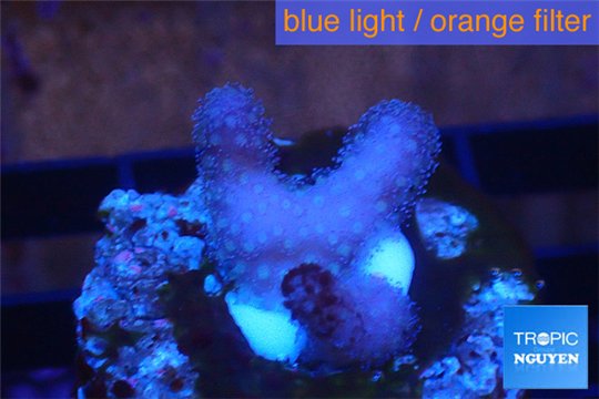 Stylophora full pink Fijii 1-2 cm WYSIWYG acclimaté