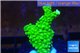 Acropora full neon green 3-4 cm WYSIWYG acclimaté