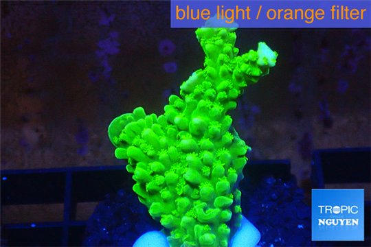 Acropora full neon green 3-4 cm WYSIWYG acclimaté