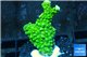 Acropora full neon green 3-4 cm WYSIWYG acclimaté