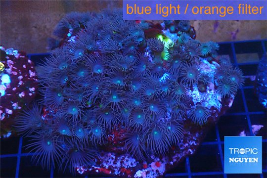 Parazoanthus gracilis yellow polyps 8-11 cm WYSIWYG acclimaté
