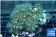 Parazoanthus gracilis yellow polyps 8-11 cm WYSIWYG acclimaté