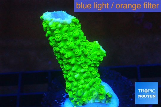 Acropora full neon green 3-4 cm WYSIWYG acclimaté