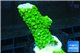 Acropora full neon green 3-4 cm WYSIWYG acclimaté