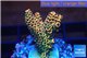 Acropora mango Indonesia 3-4 cm WYSIWYG acclimaté