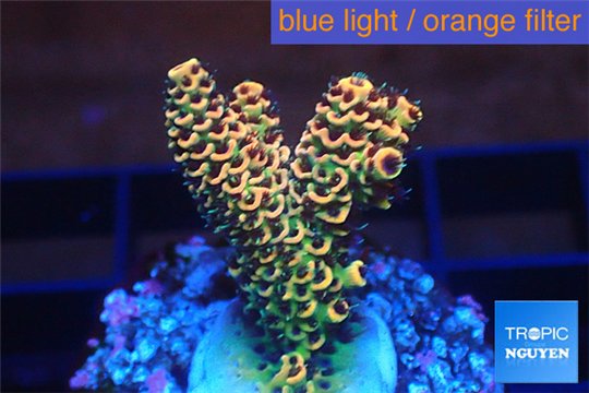 Acropora mango Indonesia 3-4 cm WYSIWYG acclimaté