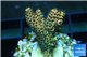 Acropora mango Indonesia 3-4 cm WYSIWYG acclimaté