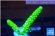 Acropora full neon green 2-3 cm WYSIWYG acclimaté