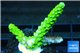 Acropora full neon green 2-3 cm WYSIWYG acclimaté