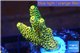 Acropora pikachu Indonesia 3-5 cm WYSIWYG acclimaté