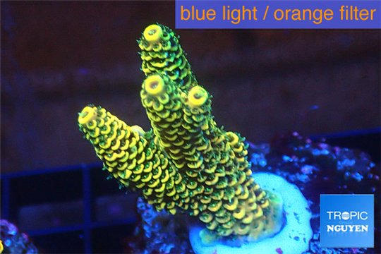 Acropora pikachu Indonesia 3-5 cm WYSIWYG acclimaté