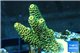 Acropora pikachu Indonesia 3-5 cm WYSIWYG acclimaté