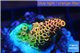 Acropora mango Indonesia 2-3 cm WYSIWYG acclimaté
