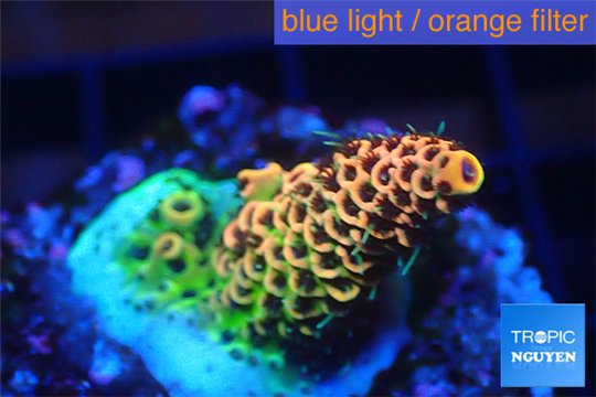 Acropora mango Indonesia 2-3 cm WYSIWYG acclimaté