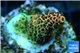Acropora mango Indonesia 2-3 cm WYSIWYG acclimaté