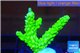 Acropora full neon green 3-4 cm WYSIWYG acclimaté