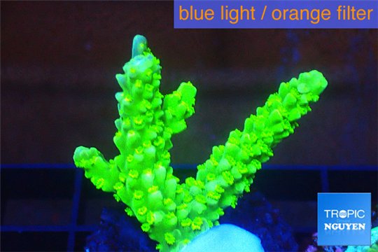 Acropora full neon green 3-4 cm WYSIWYG acclimaté