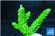 Acropora full neon green 3-4 cm WYSIWYG acclimaté