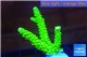 Acropora full neon green 3-4 cm WYSIWYG acclimaté