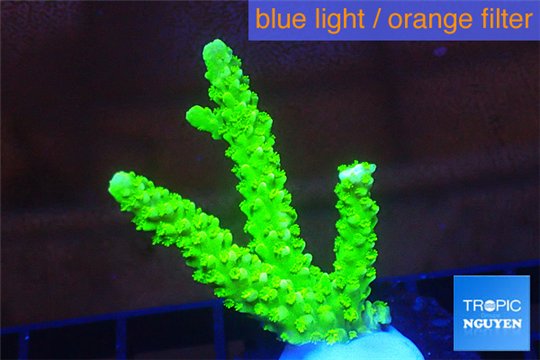 Acropora full neon green 3-4 cm WYSIWYG acclimaté