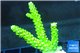 Acropora full neon green 3-4 cm WYSIWYG acclimaté