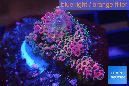 Acropora millepora pink Indonesia 3-4 cm WYSIWYG acclimaté