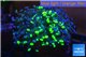 Euphyllia paraancora toxic green reverse 4-6 cm WYSIWYG acclimaté
