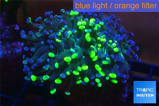 Euphyllia paraancora toxic green reverse 4-6 cm WYSIWYG acclimaté