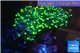 Euphyllia paraancora toxic green reverse 4-6 cm WYSIWYG acclimaté