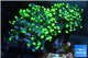 Euphyllia paraancora toxic green reverse 4-6 cm WYSIWYG acclimaté