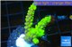 Acropora full neon green 3-4 cm WYSIWYG acclimaté