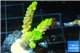 Acropora full neon green 3-4 cm WYSIWYG acclimaté